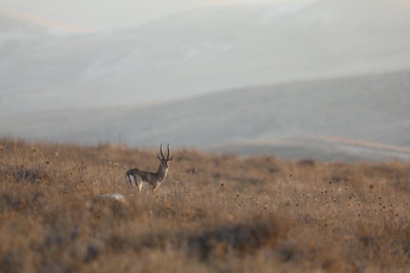 Wildlife Encounter